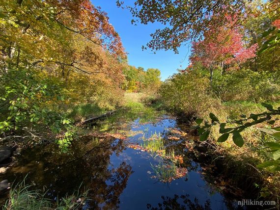 Swampy area surrounded by fall foliage.