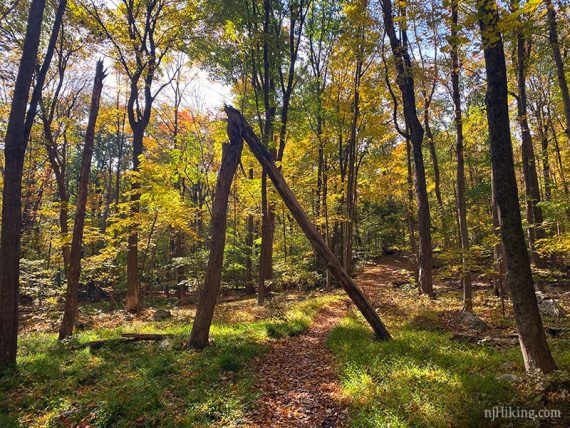 Broken tree that forms a pointed arch over a trail.