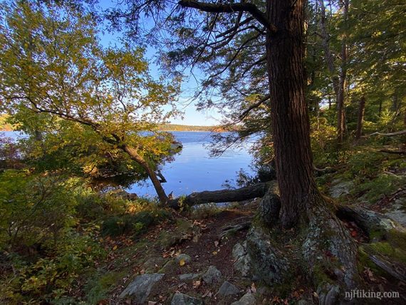 Tree with twisty roots next to a lake.