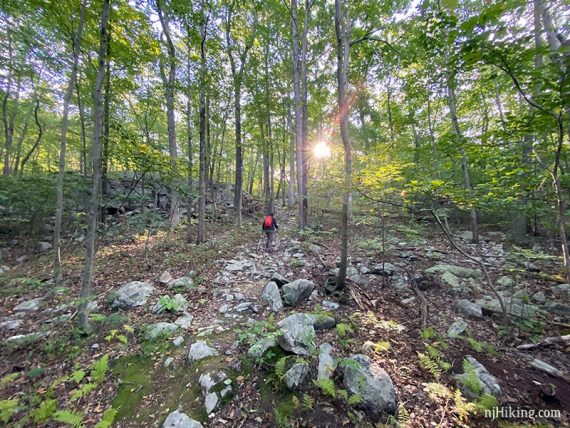 Hiker on a rocky trail with sunlight streaming through the trees