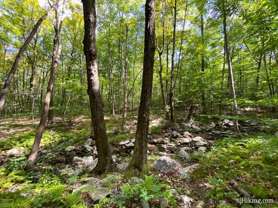 Two trees near a rocky stream