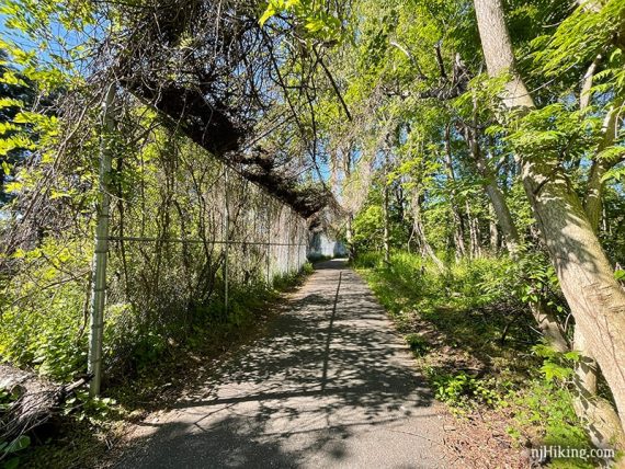 Paved trail with tall vine covered chainlink fence on the side