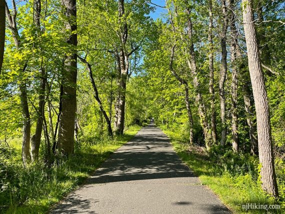 Paved tree lined trail