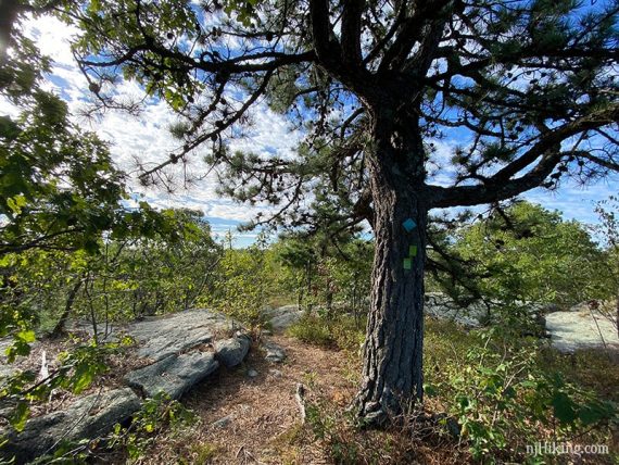 Tree with teal diamond and green trail markers