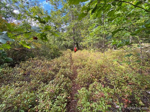 Hiker on a trail surrounded by low vegetation.