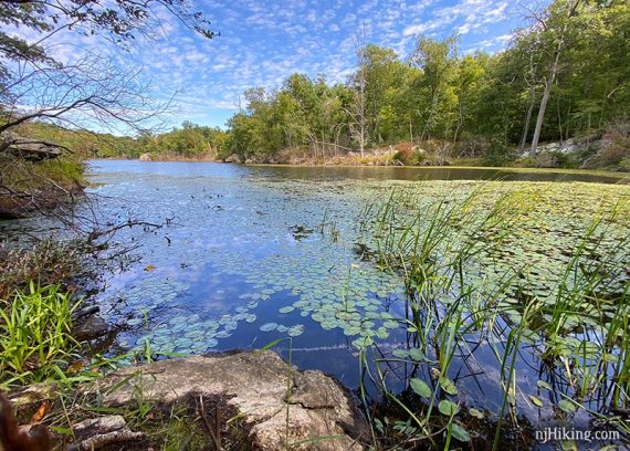 Looking low over a lake with lily pads and grasses and a bright blue sky with dotted clouds