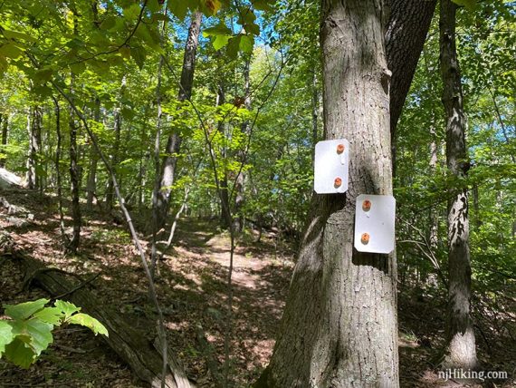 Two white markers on a tree denoting a left turn