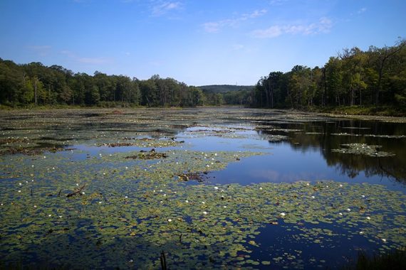 Lily pads on Lost Lake.