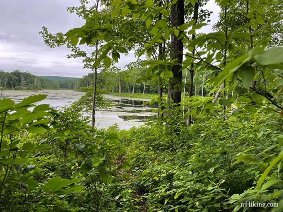 Lost Lake seen beyond an overgrown trail