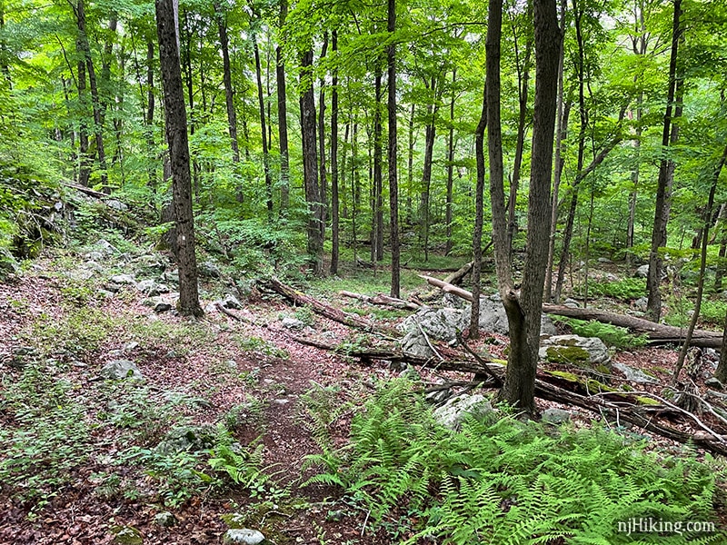 Beaver Brook Trail to Lost Lake