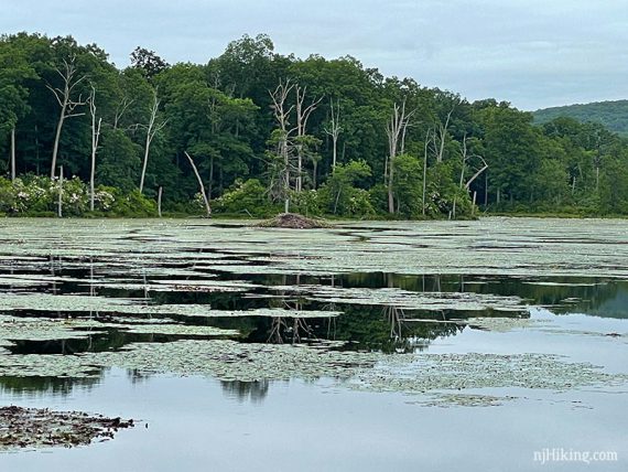 Beaver lodge on a lily pad covered lake
