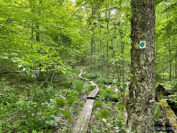 Wooden plank boardwalk on a trail