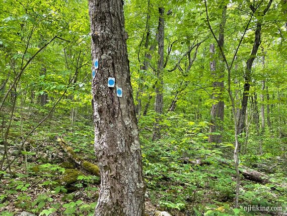 Blue circle on white markers on a tree