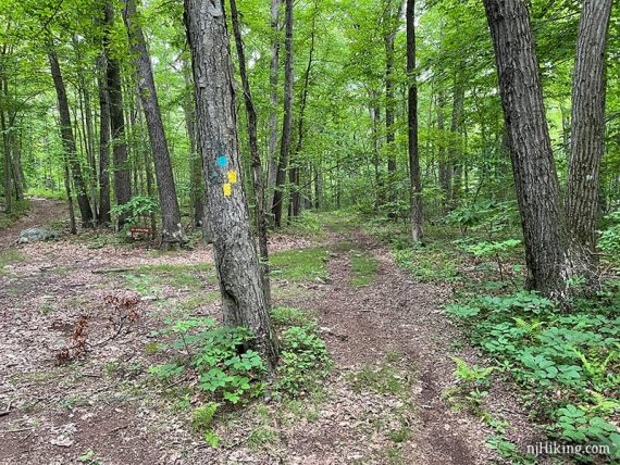 Teal and Yellow markers on tree