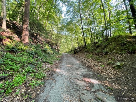 Wide dirt rail trail with trees lining it.