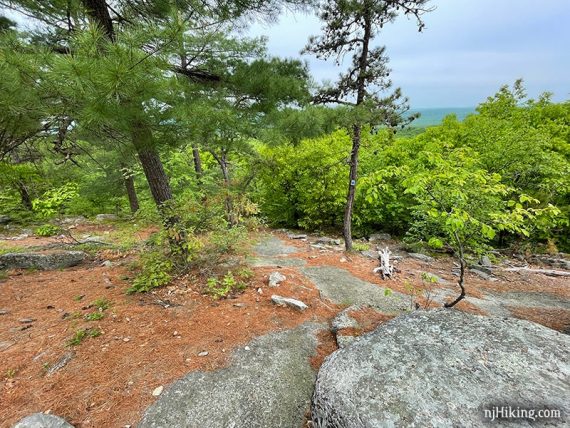 Open rocky area with tall evergreens.