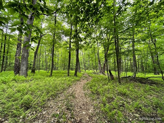 Ferns on either side of a trail