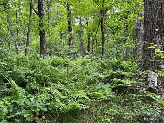 Ferns covered a trail