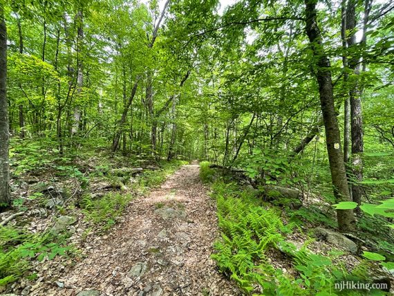 Flat woods road with yellow trail marker on tree