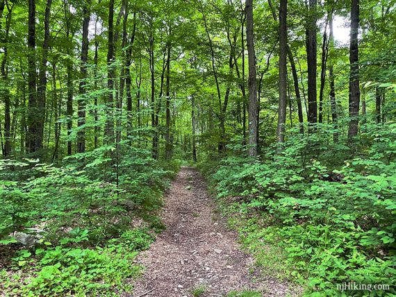 Wide flat trail surrounded by green trees