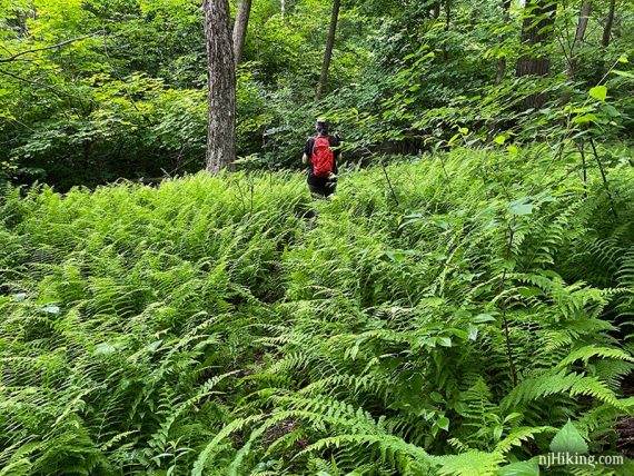 Hiker on a fern covered trail.