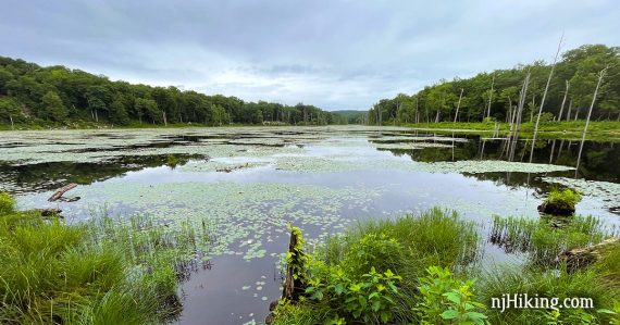 Lost lake surrounded by green trees and vegetation