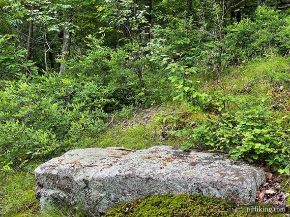 White marker on a tree beyond a large rock.