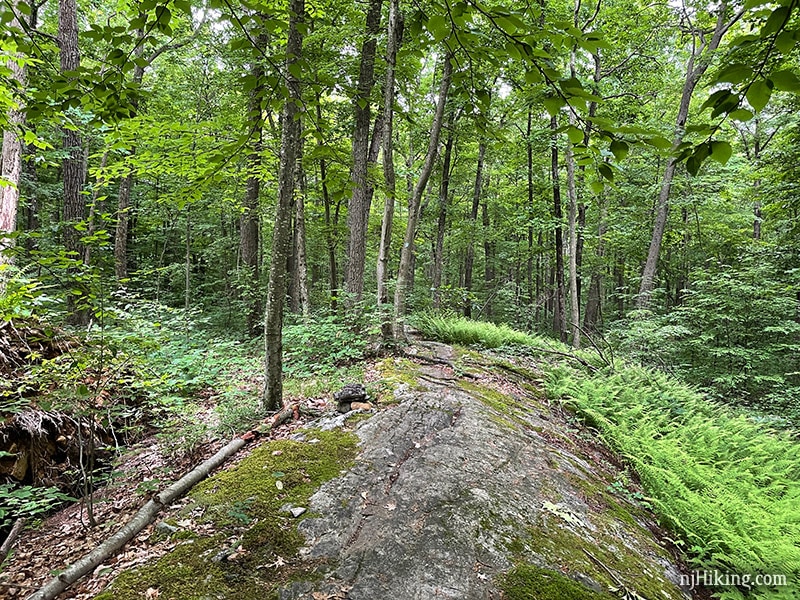 Beaver Brook Trail to Lost Lake