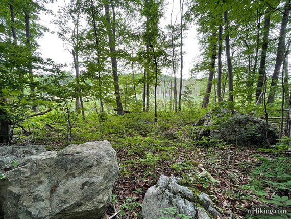 Open swampy area seen through trees with large boulders in the foreground