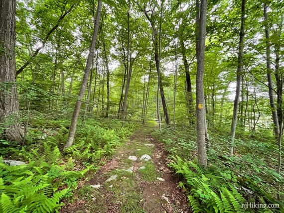 Wide level trail with a yellow marker on the tree