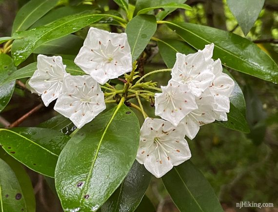 White cup shaped flowers on a mountain laurel thicket
