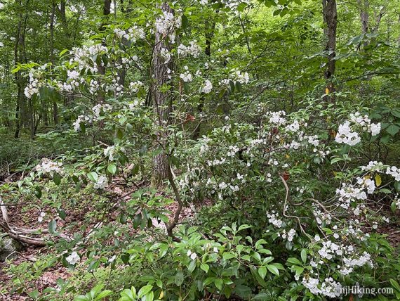 Mountain laurel thickets