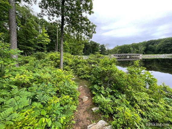 Trail with green foliage on the side next to a pond with a bridge in the distance