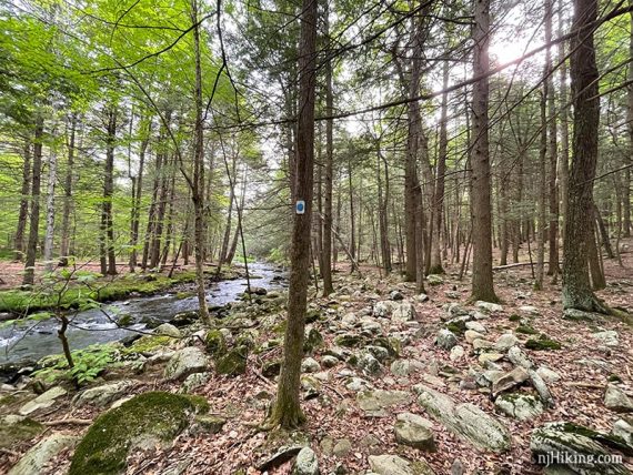 Rocky trail next to a brook with blue marker on tree