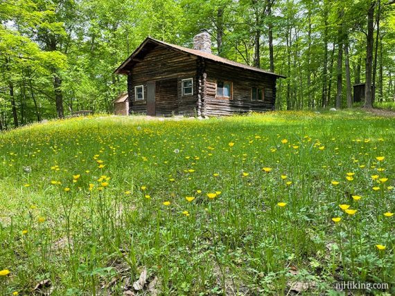Log cabin on a low hill covered with tall grass with yellow flowers.