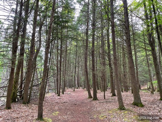 Flat trail surrounded by tall trees