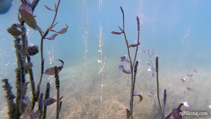 Aquatic vegetation see under clear blue water