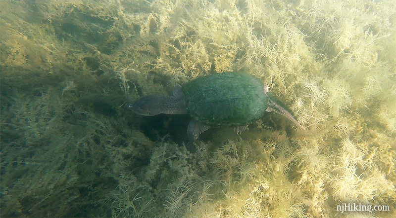 Snapping turtle under water on vegetation