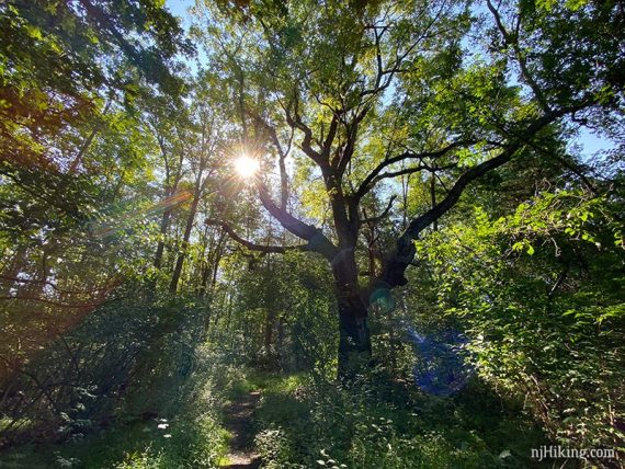 Large old tree with sunlight streaming through the branches.