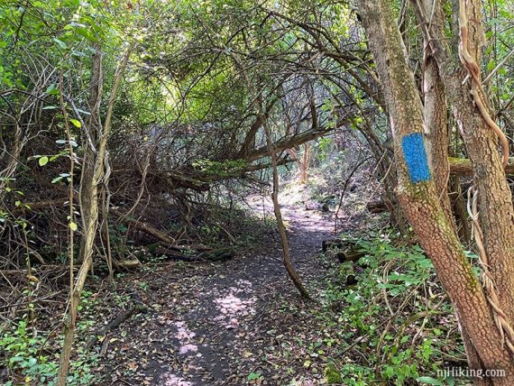 Blue marker on a tree next to a dirt path.