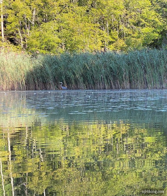 Heron stalking in the tall reeds at the edge of a lake