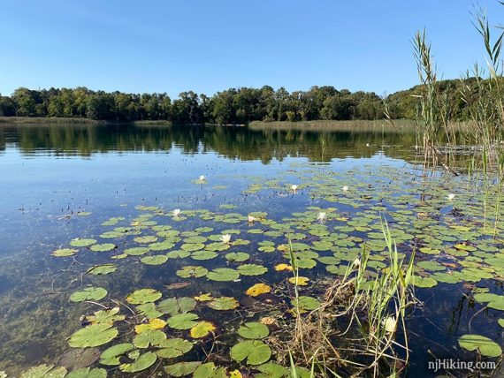 Lily pads on a lake