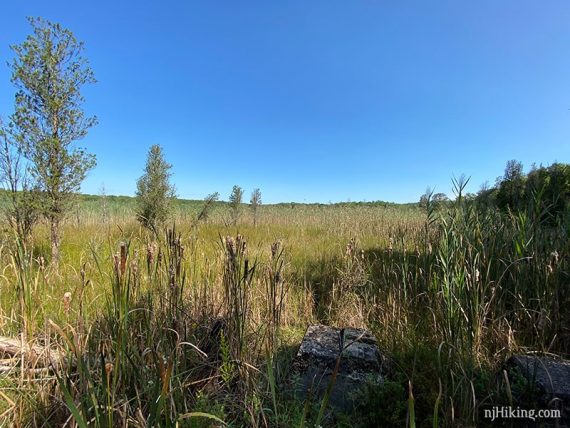 Open marshy area.