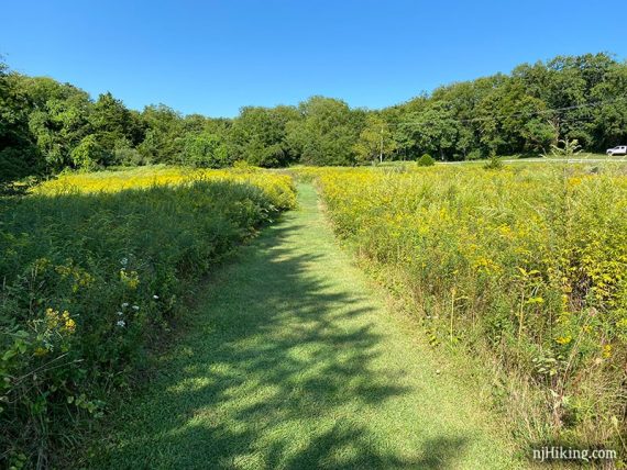 Mowed trail through a field of wildflowers.