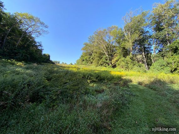 Trail through grassy field.