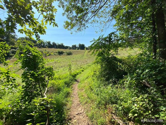 Path through a field.