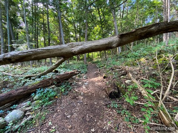 Tree over a trail.