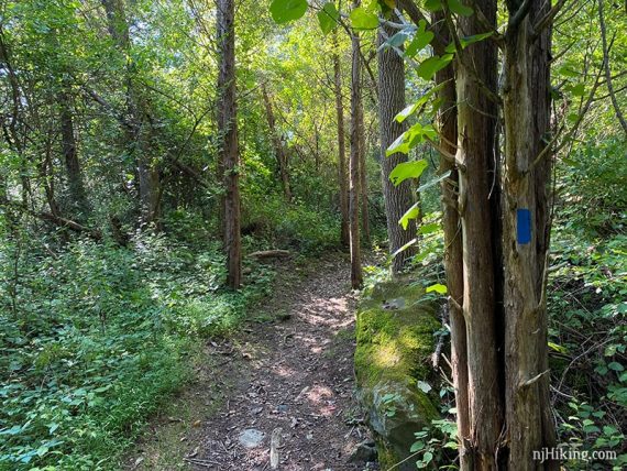 Blue marker on a tree next to a trail.