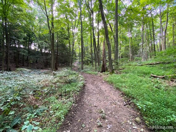 Wide path with trees on each side.