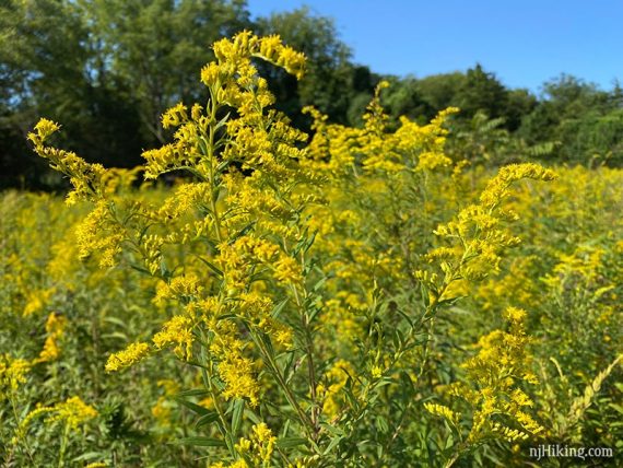 Close up of yellow wildflowers.